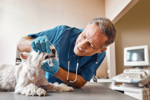 Best Walk-In Emergency Dentist in Centralia, MO